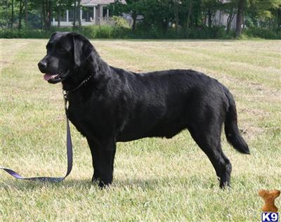 Stud Dogs - Labrador Retriever